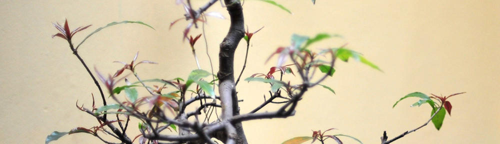 realcurehomeopathy.com